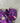 Size: Medium | Violet Camo Shark Full Zip Up Hoodie